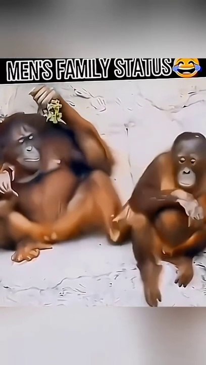 Funny Video Clip