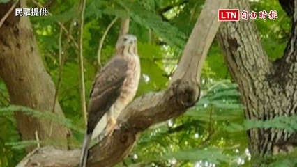 台南南瀛綠都心公園現鳳頭蒼鷹 民眾驚喜目擊🦅