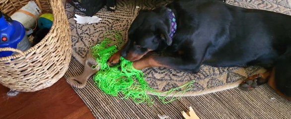 Rottweiler Chews on Green Thread as if Eating Spaghetti
