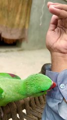 Love my cute birds kissing my hand Parrot