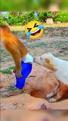 Monkey and dog fun