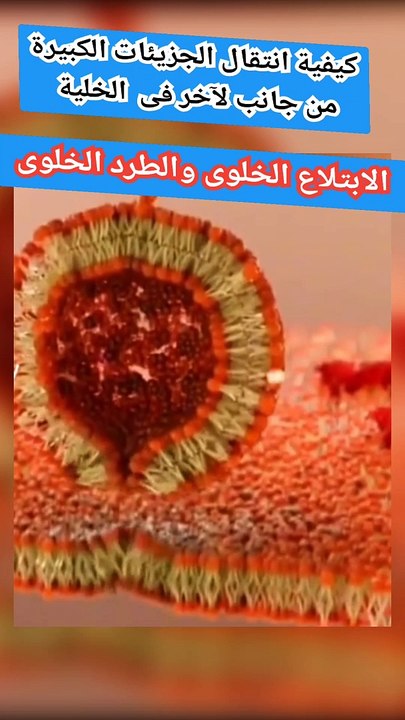الجزيئات كيف تدخل إلى الخلية