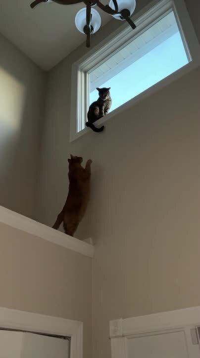 Orange Cat Falls Down Wall After Failed Attempt at Annoying Other Cat Sitting on Window