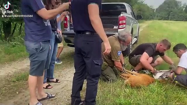 Pescatore 18enne salva un capriolo caduto nel?Naviglio Grande