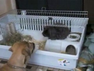 Tequila et Cannelle avril 2008