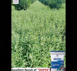 Excellent Result of "SNIPER" at Lalazar.