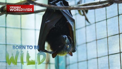 Bakit kaya naglalaglagan ang mga batang paniki sa lupa? | Born to be Wild