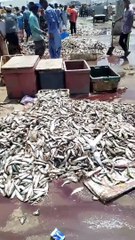 Fishing for Fun Casting a Line The Joy of Fishing