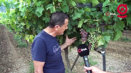 Antalya'da üzümde bu yıl yüzde yüz rekolte bekleniyor