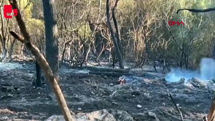 Aydın Pamucak'ta orman yangını