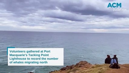 2024 Whale Census | June 30, 2024 | Port Macquarie News