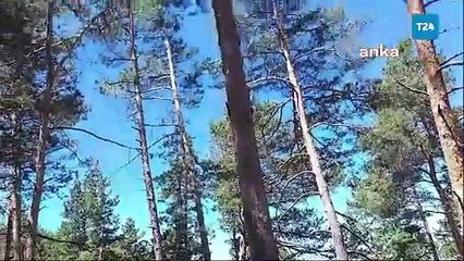 Sivas Yıldızeli Karalar Köyü Muhtarı Erdal Çakır: Özel şirketler ağaç katliamı yapıyor, biri buna "dur" desin!