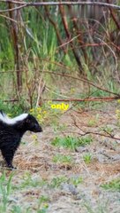 5 Crazy Facts About Skunks!