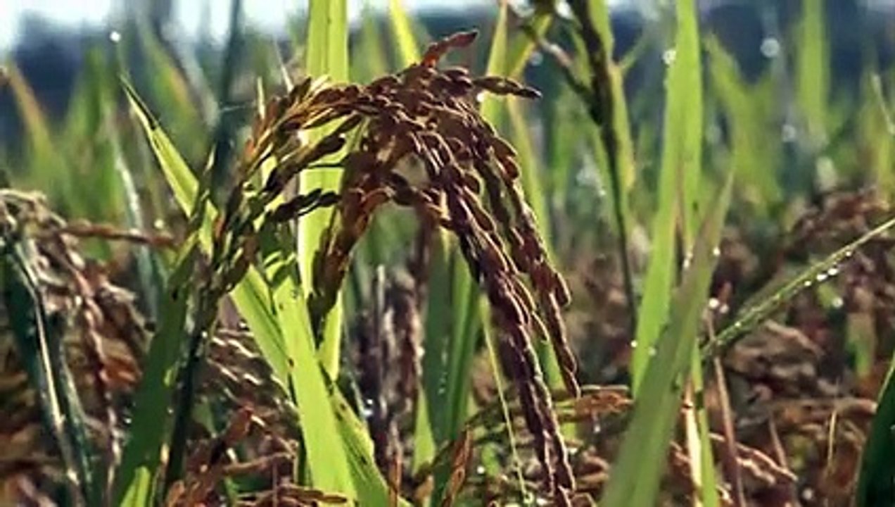 VID-20230119-WA0023