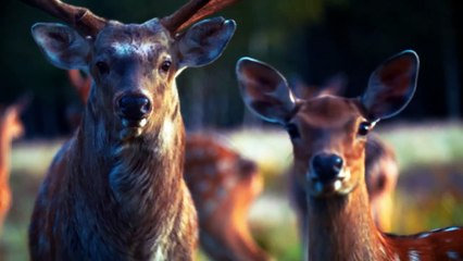 Animal and Relaxing Music, Calming Music, The Power of Meditation Music, Soothing Sound