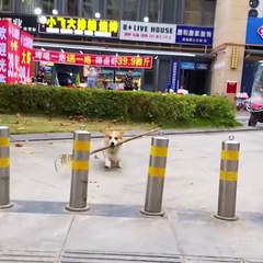 More Proof That Dogs Are The Funniest Creatures In Existence