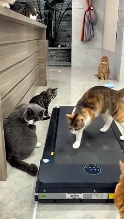 Kitten exercise 