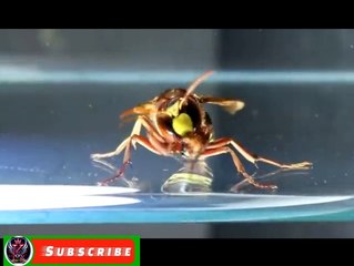 Yellow Scorpion vs. Aggressive Asian Wasp/What would happen if a yellow scorpion meet's an a ASian wasp