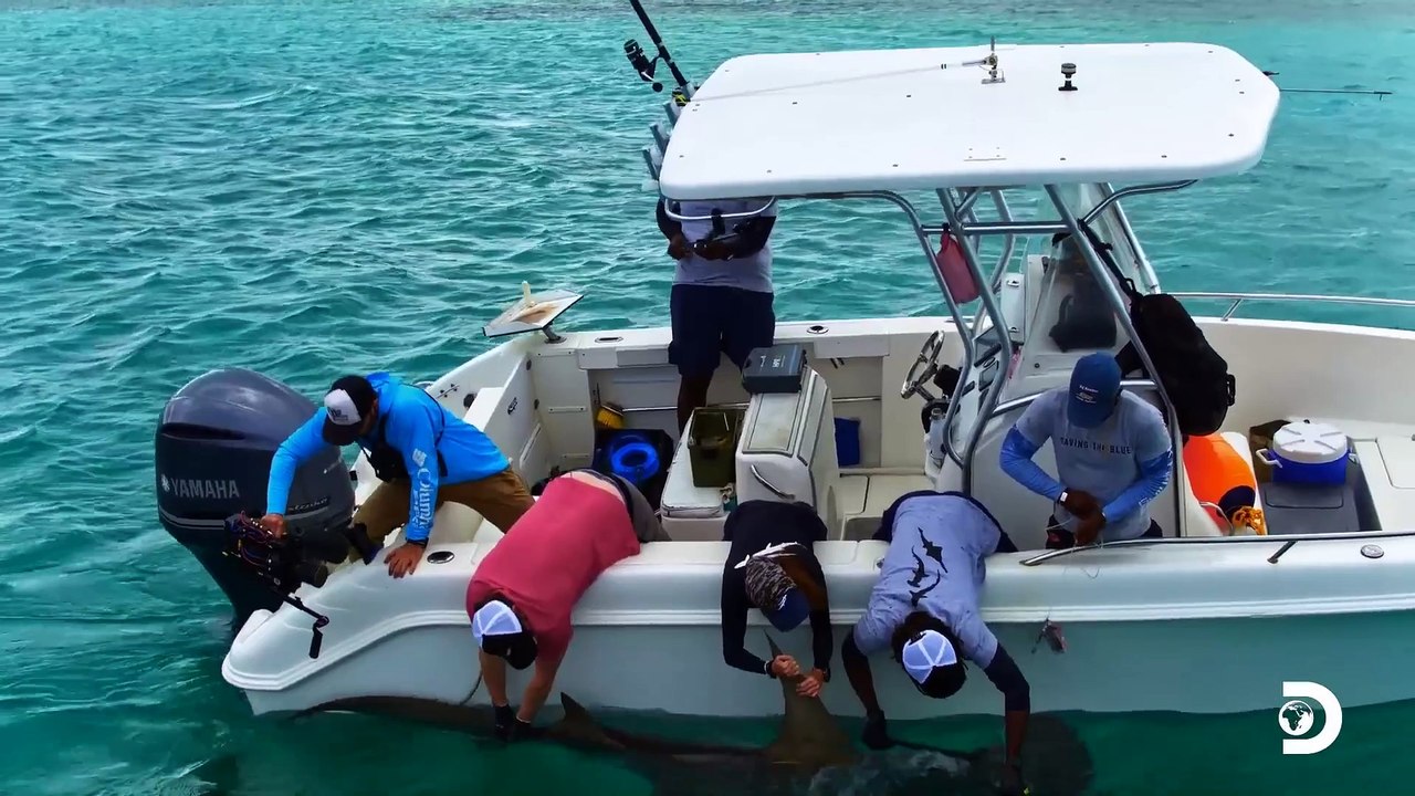 Unforgettable Moments from Shark Week 2023 | Shark Week 2023 | Discovery-(1080p)