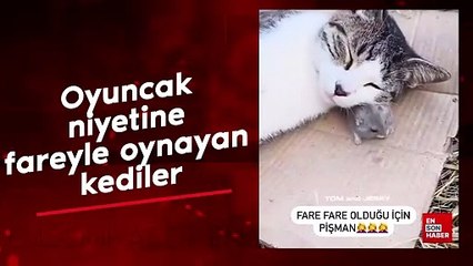 Oyuncak niyetine fareyle oynayan kediler