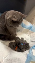 Mama Cat Has Many Kittens