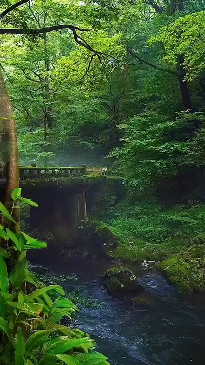 Beautiful_Nature_Whatsapp_Status_Green_Environment_Video_New_Movie_Scene_Jungle_Status_HD_#Shorts(480p)