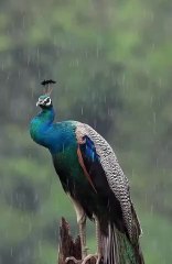 Nature Lover ... Lovely Flight