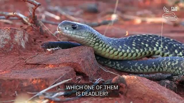 King cobra vs. Mulga snake - Battle of the deadly snakes