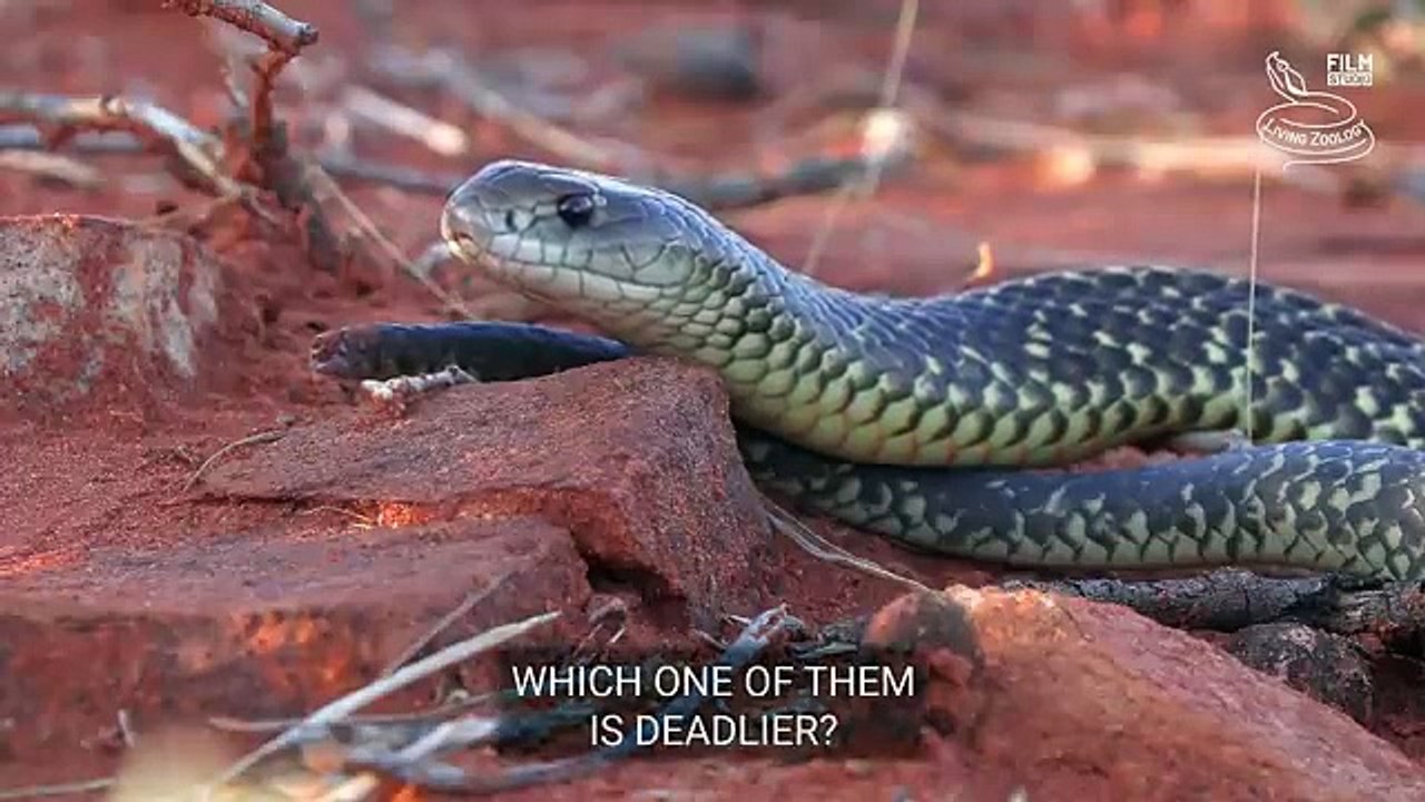 King cobra vs. Mulga snake - Battle of the deadly snakes