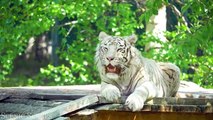 Big Cats 4K - Spectacular Scenes of Big Cats In Wild Nature _ Scenic Relaxation Film