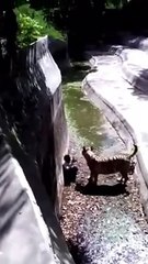 animal zoo