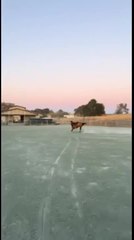 Young Horse Bucks Off Novice Rider