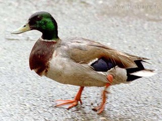 L'originalité du canard Colvert