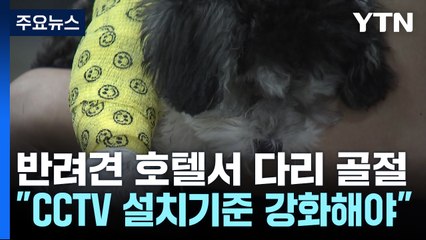 [제보는Y] 반려견 호텔 맡겼다가 '분쇄 골절'...'법적 공방' 부지기수 / YTN