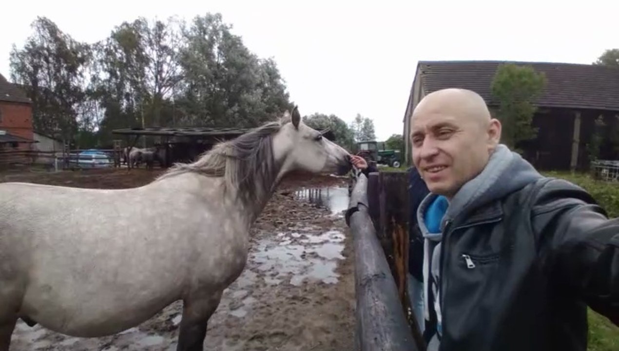 Konie NIECHORZE