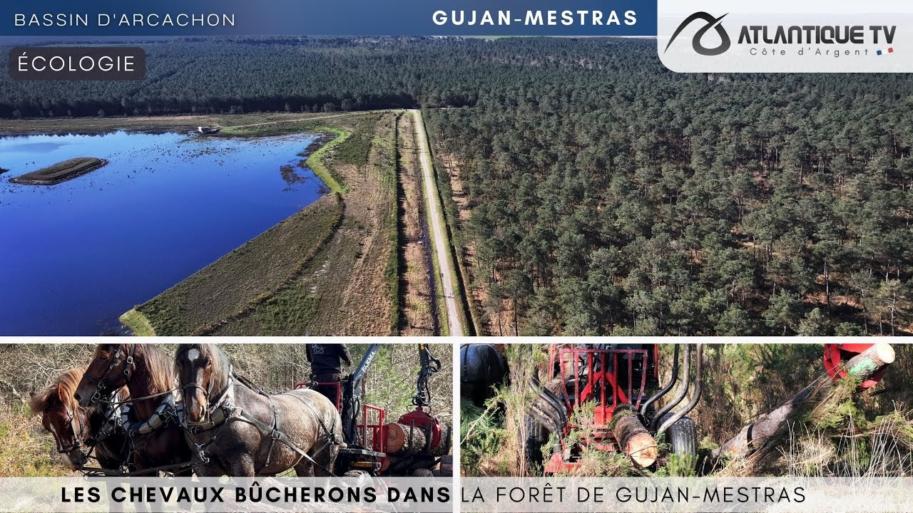 Les chevaux bûcherons dans la forêt de Gujan-Mestras
