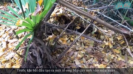 Những Loài Ong To Lớn, Hung Dữ & Kỳ Lạ Trong Tự Nhiên