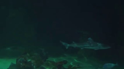 Unbelievable Bond: Diver Befriends Great White Shark!‪@Funforeverall