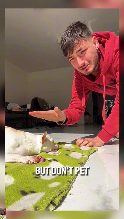 Fan niki