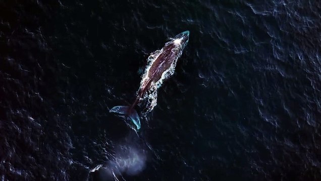 Annual whale migration season witnessed off Fraser Coast