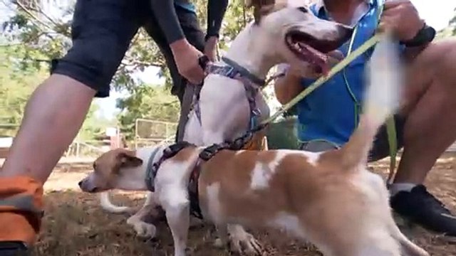 Darwin animal shelters prepare for distressed pets during Territory Day fireworks