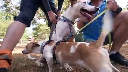 Darwin animal shelters prepare for distressed pets during Territory Day fireworks