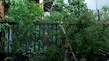 Plant  trees.. Nature.. air fresh