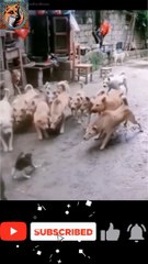 Brave Cat| Funny Cat 2024|