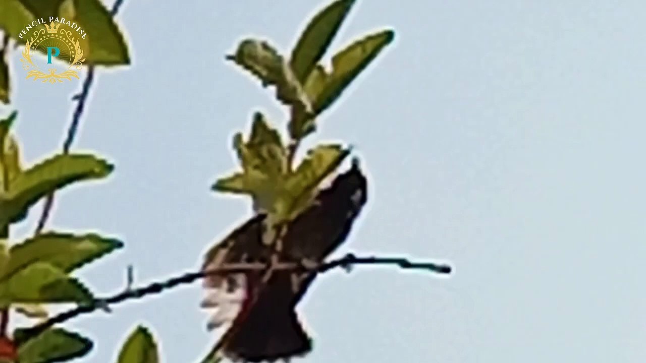 Adorable Bulbul Enjoys a Refreshing Bath _ Cute Bird Bathing Video #drawing #art #easydrawing