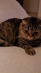 Cat Sits on Pingpong Balls Like Hen Roosting Eggs