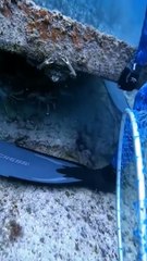 Search for Lobsters on Seabed Rocks