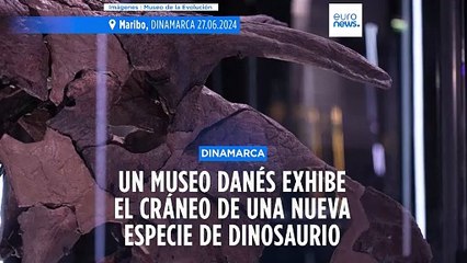 El Museo danés de la Evolución expone Lokiceratops, una nueva especie de dinosaurio