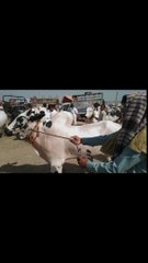 Cow for sale in Pakistan/bull for sale/cow rate up date