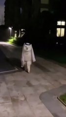 Habibi come to Dubai